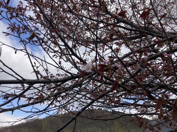 4月30日桜開花状況写真