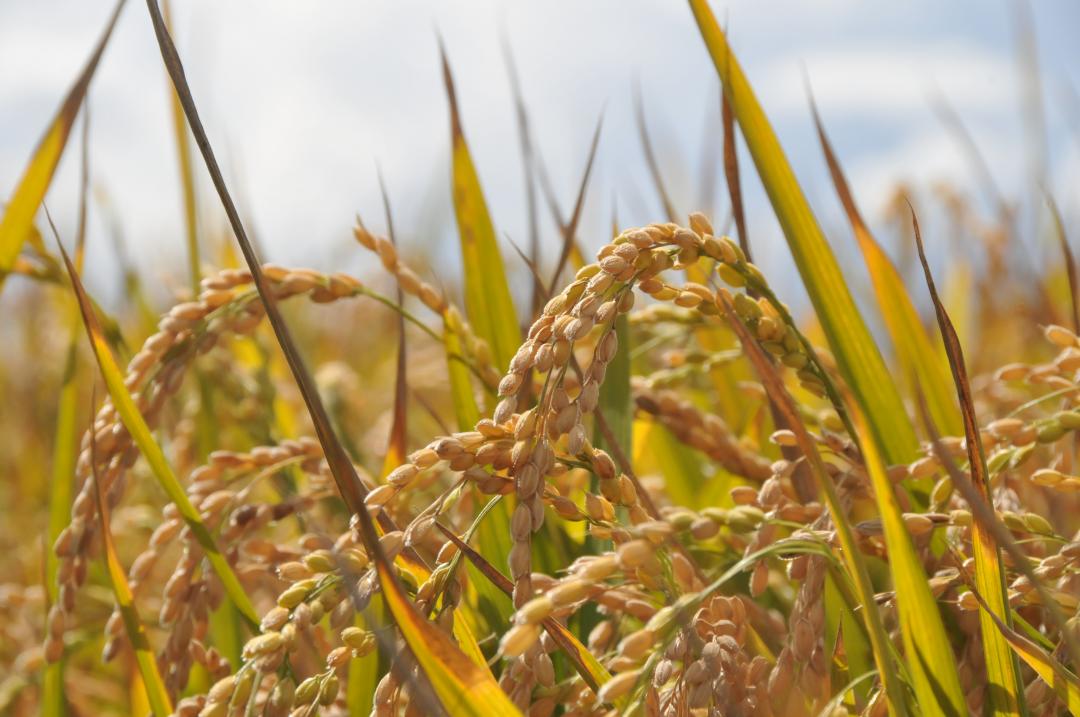 鷹栖町の米の画像